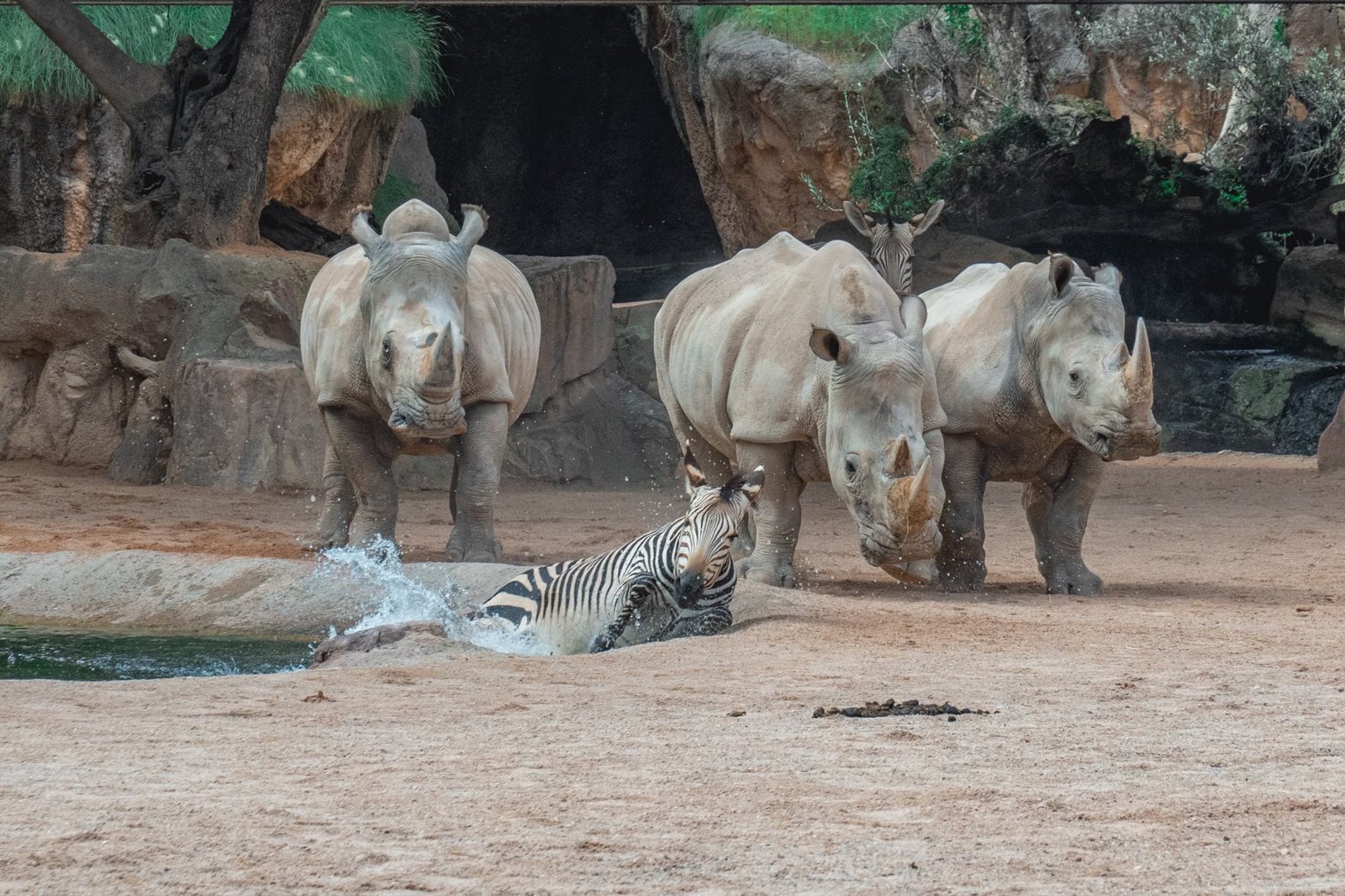 Family Adventure: Franklin Park Zoo Boston Safari