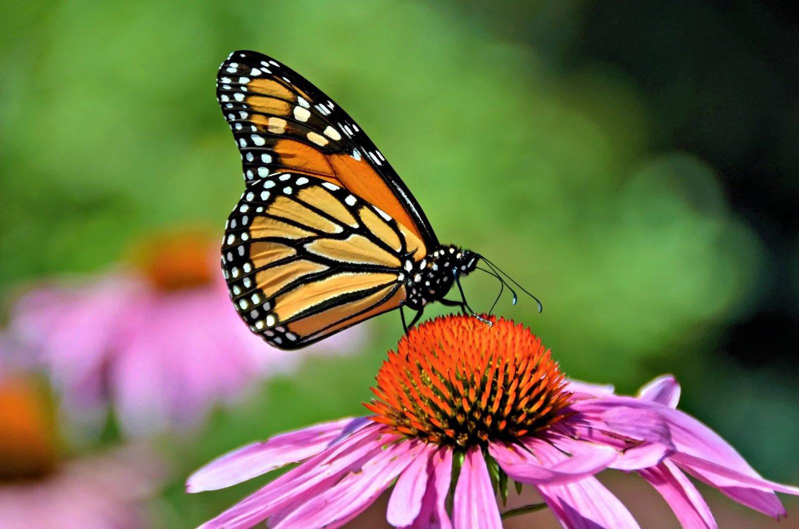 6th Annual Newton Monarch Festival