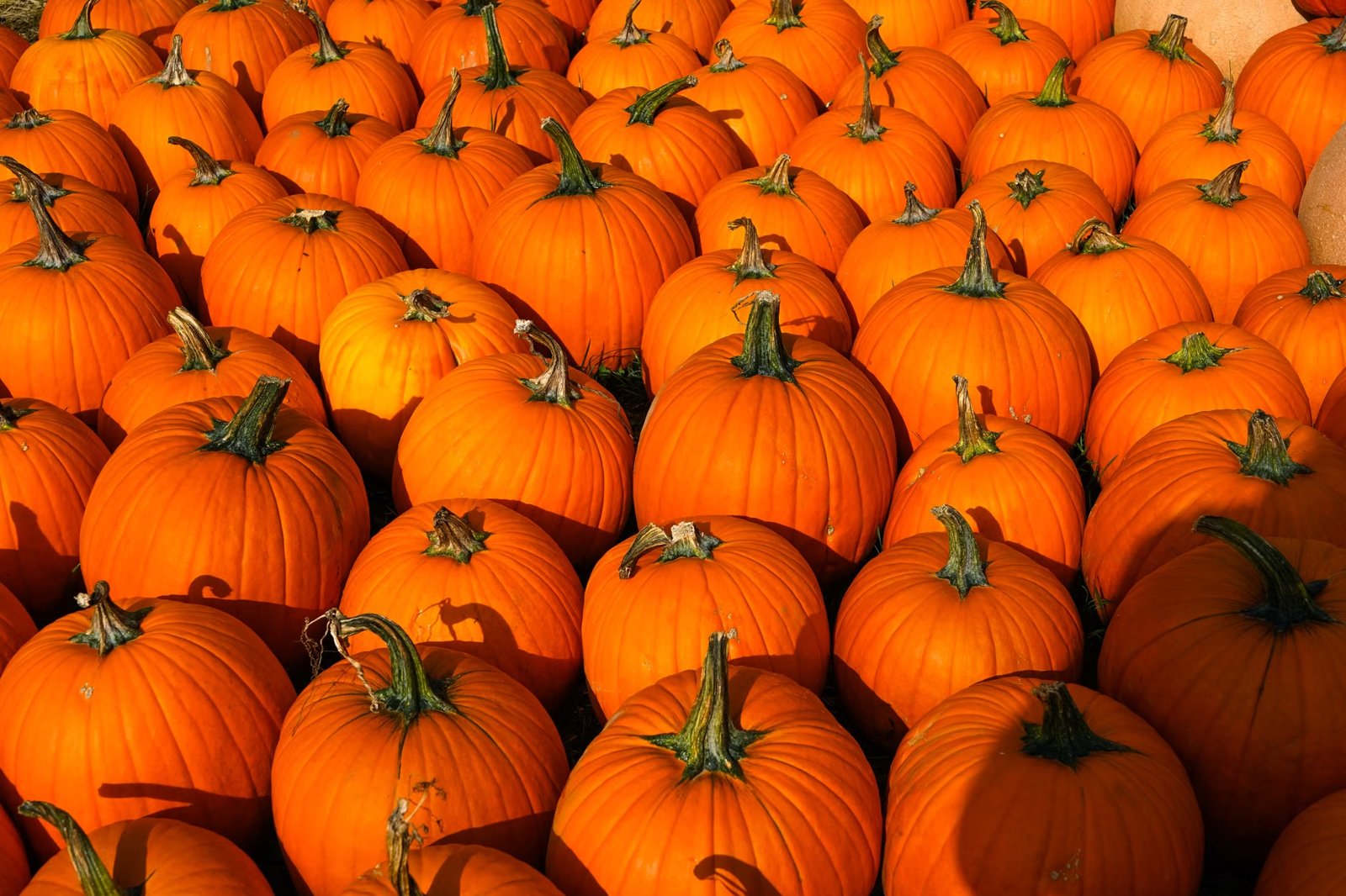 2026 Bridgewater Fall Farmers Market and Craft Fair