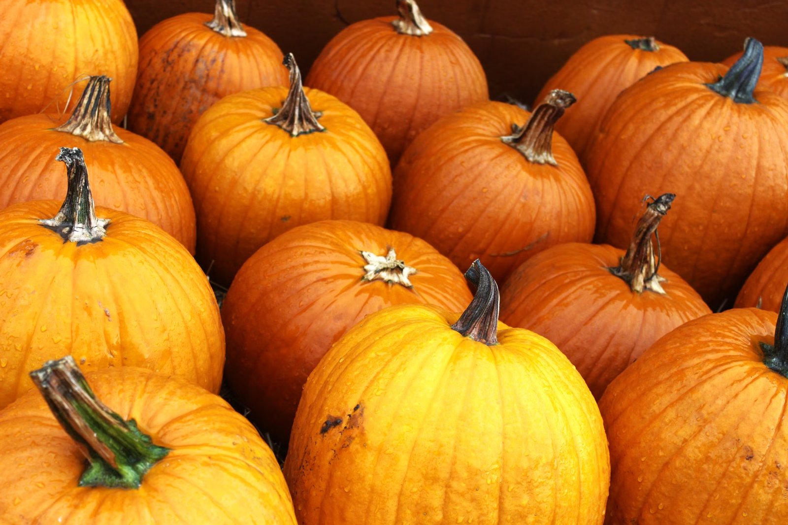 Revere Beach Partnership Pumpkin Dash 5K