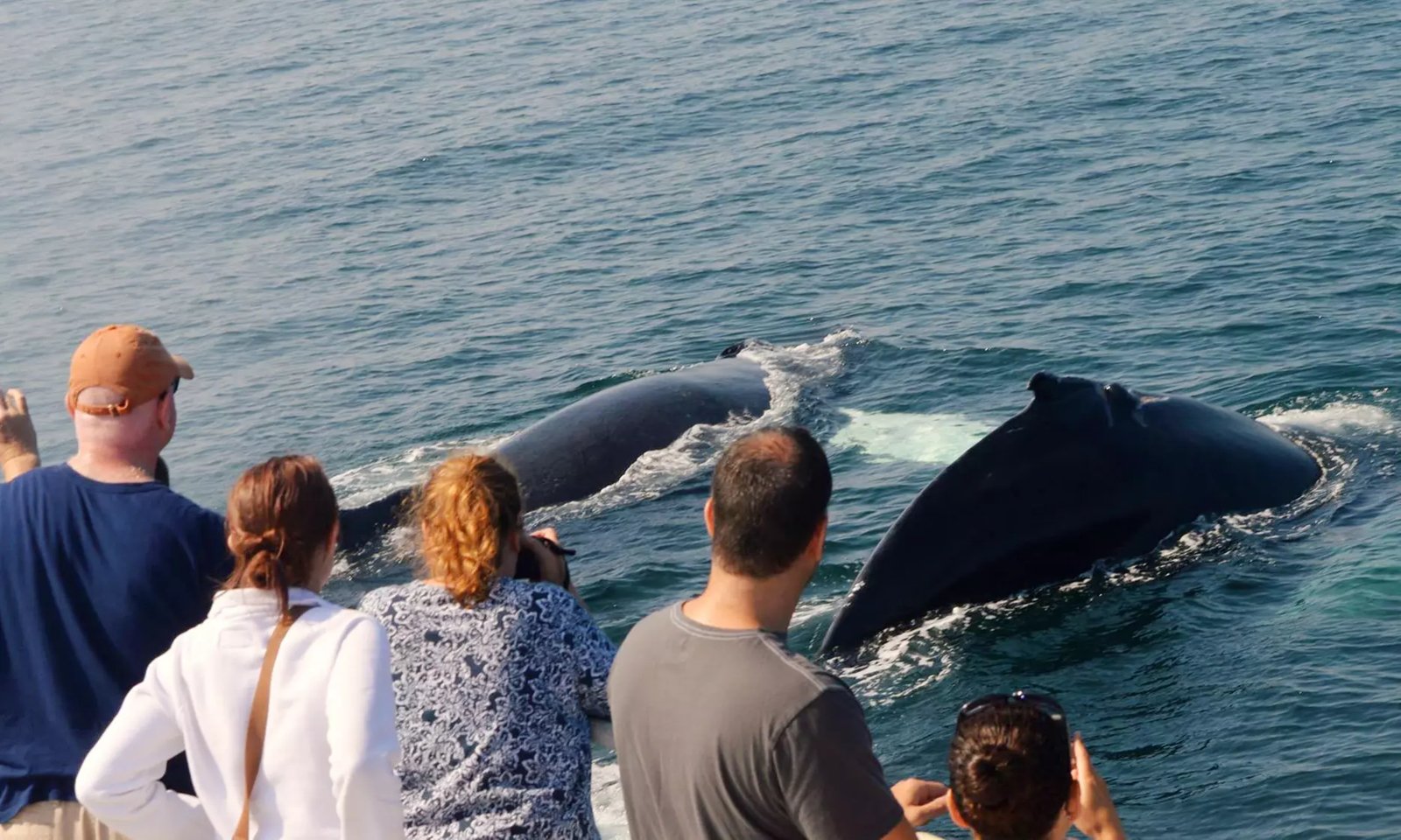 Whale-Watching Cruise with Onboard Educators at Cape Ann Whale Watch