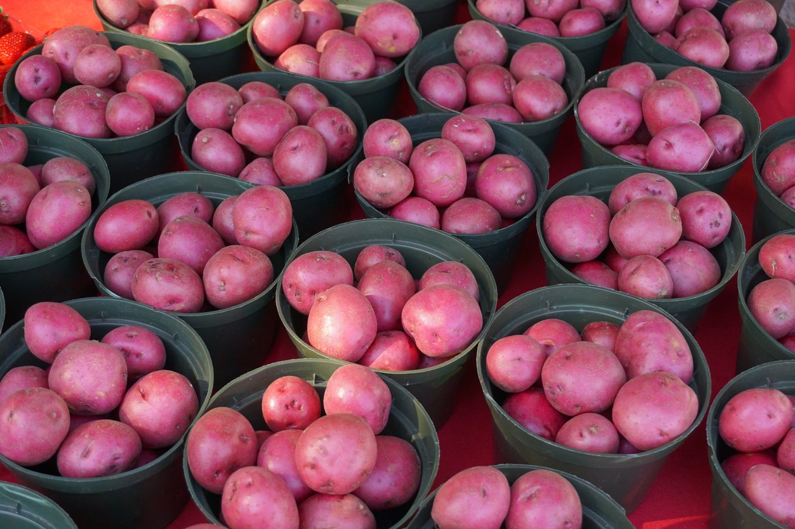 Brookline Farmers' Market