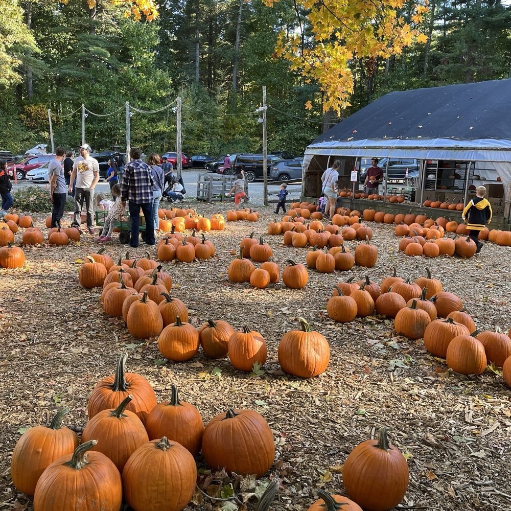 Pumpkin Picking MA