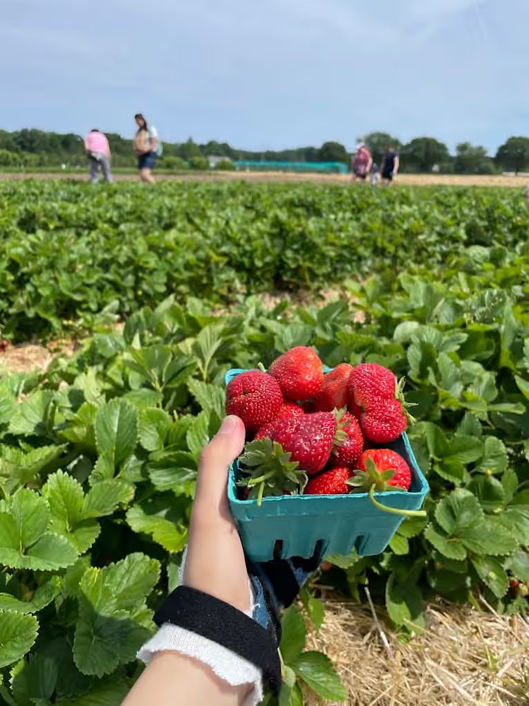 Ward's Berry Farm Strawberry PYO