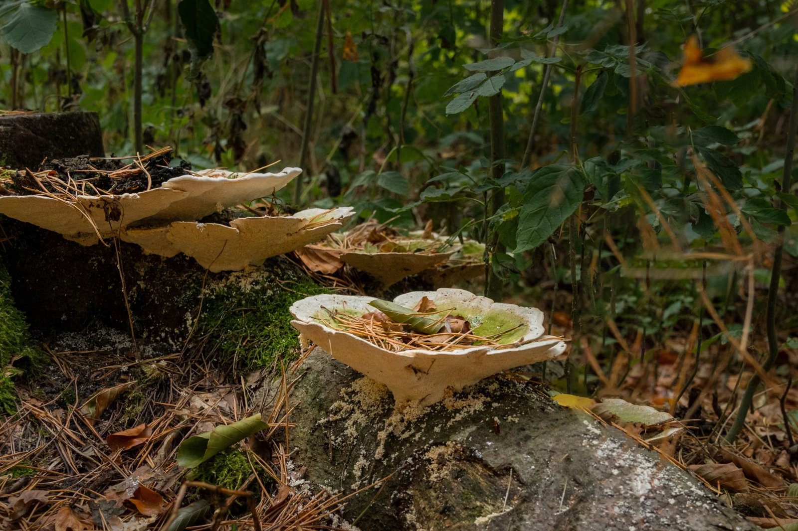 Fabulous Fungi