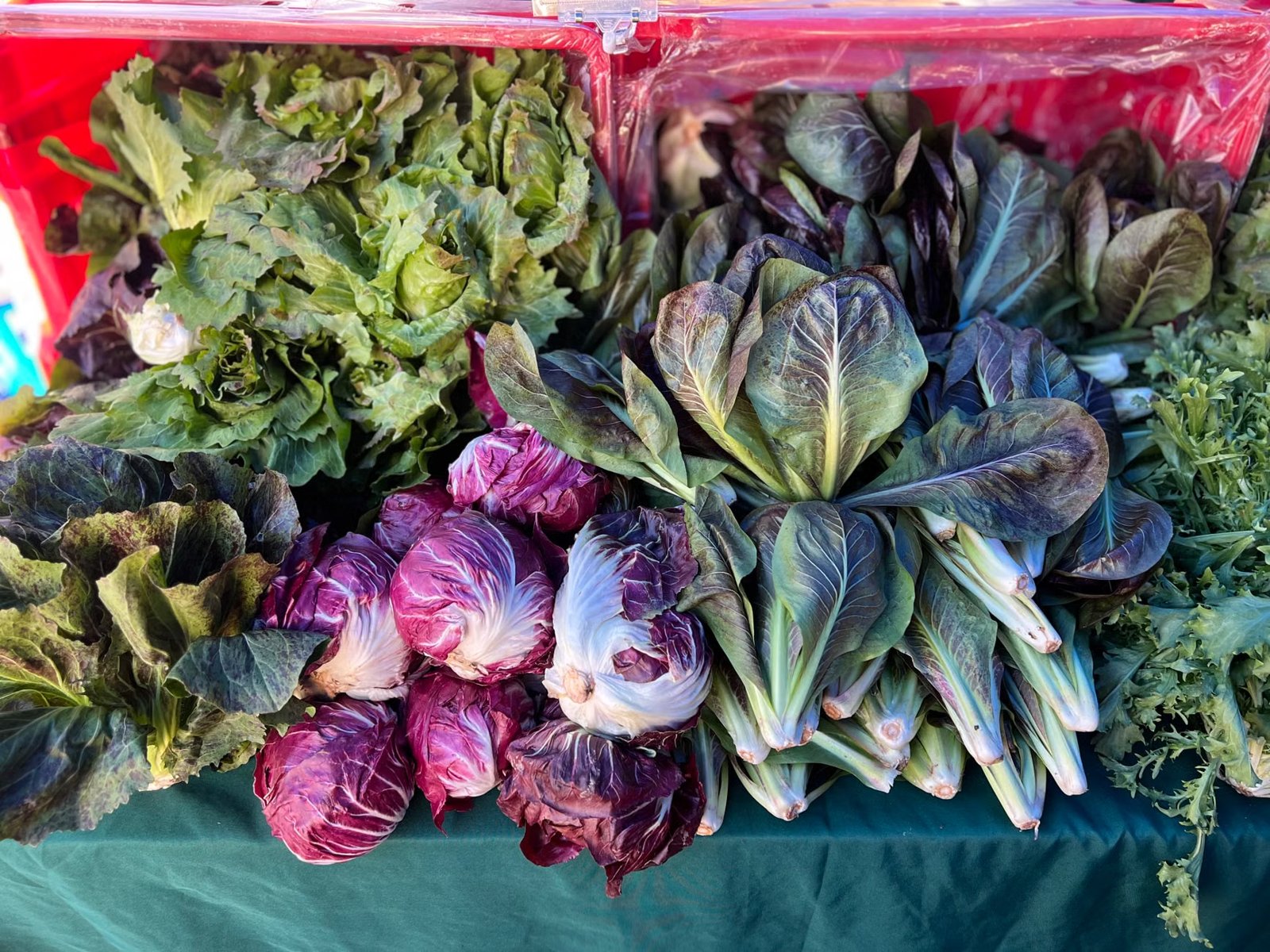 Green Muse Farm at Brighton Farmers Market