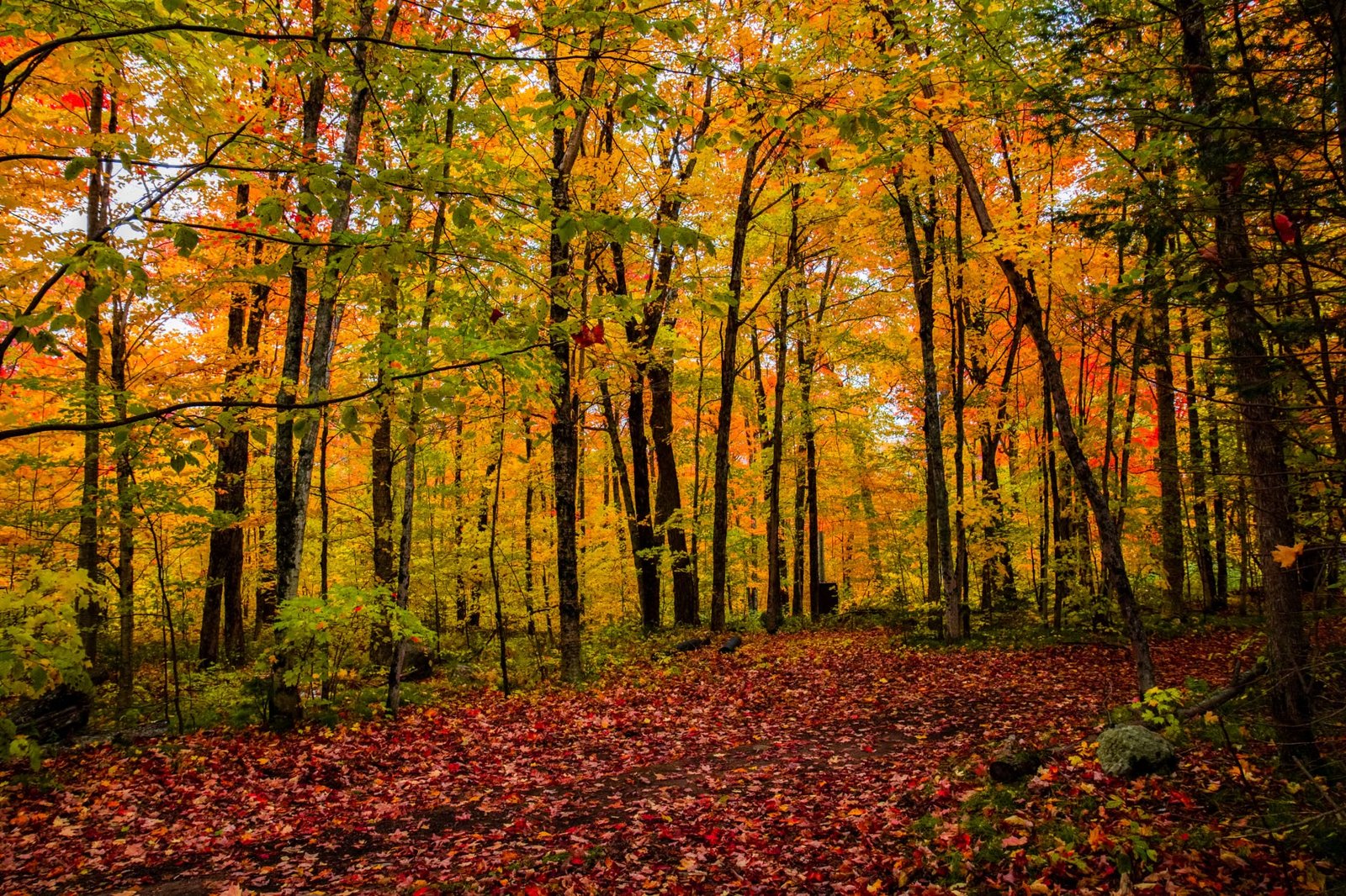 Wellesley Trails - Fall Guided Walks North 40 (1.0 miles)
