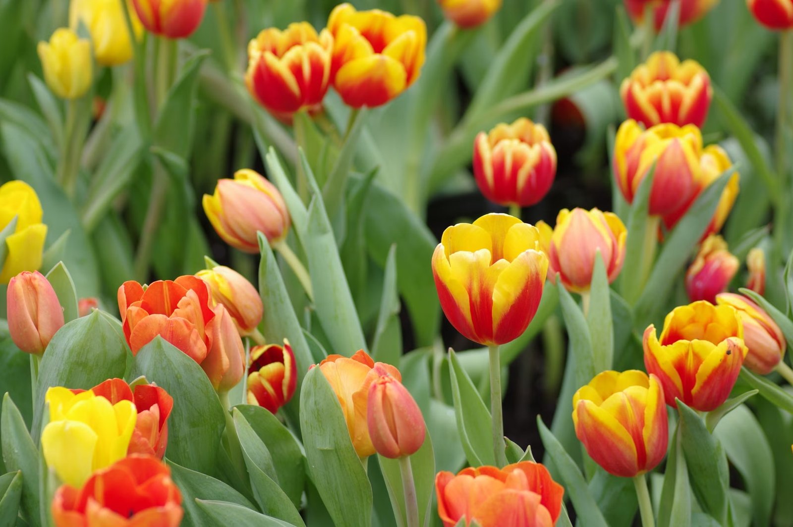 140th New England Flower Show: Growing Together