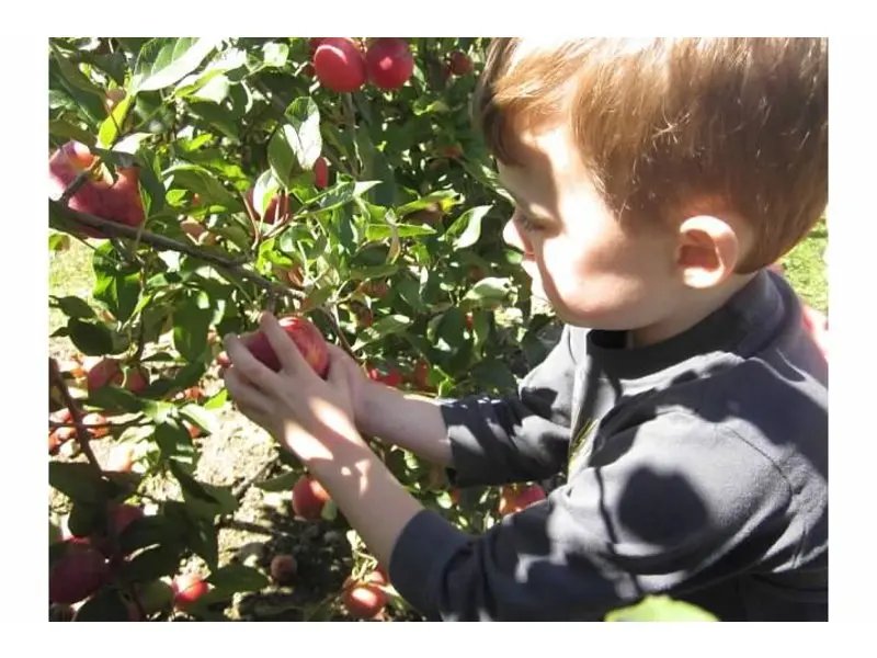 Apple Picking at Bolton Spring Farm