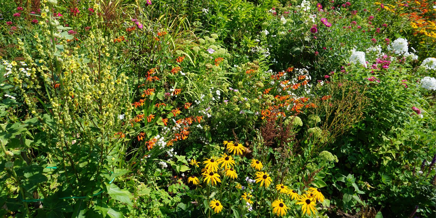 Pollinator Friendly Native Plant Sale