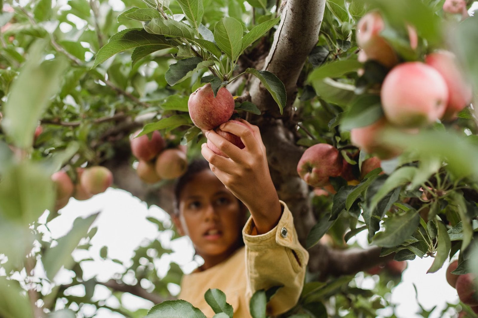 Pick Your Own Apples and Christmas Trees