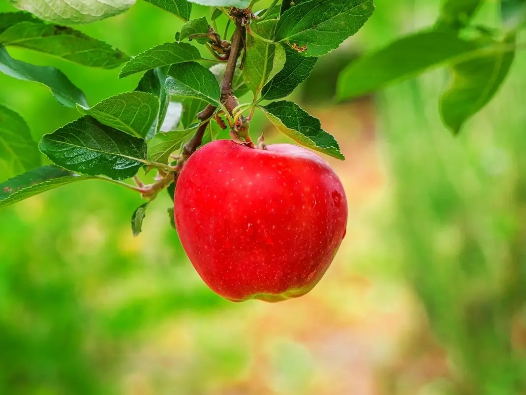 Apple Picking at Belkin Family Lookout Farm