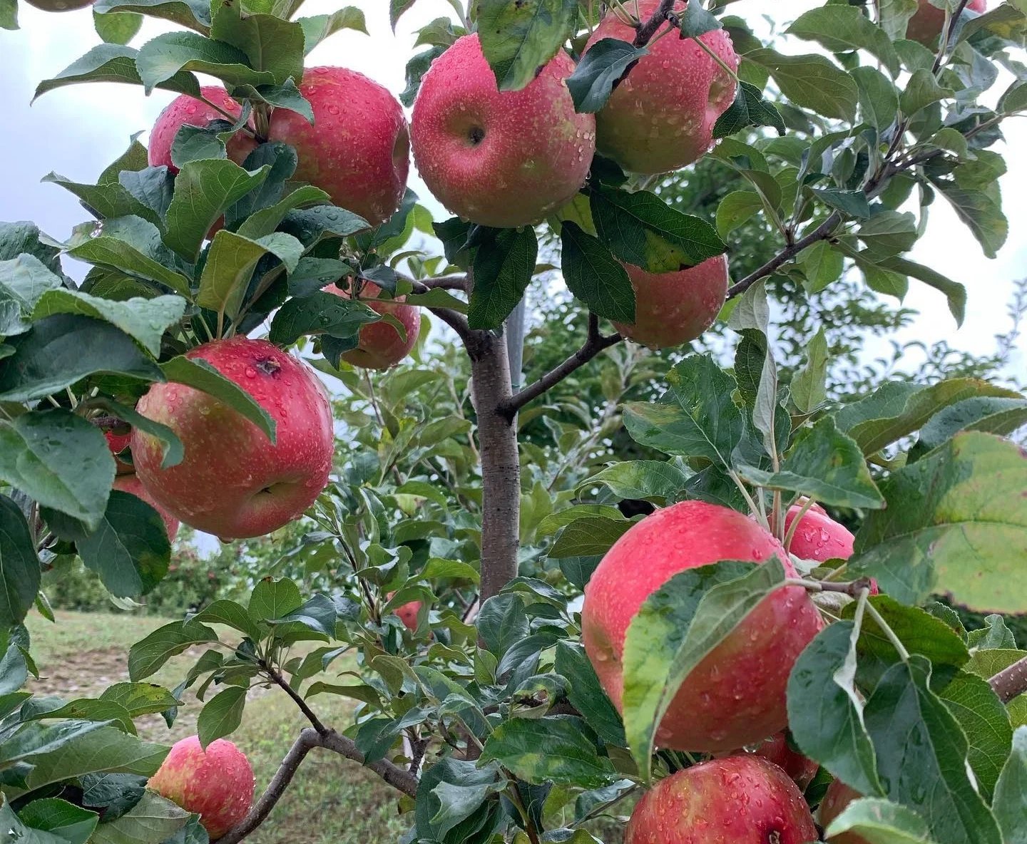 Autumn Hills Orchard