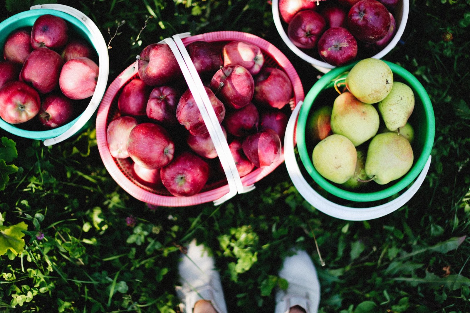 Pick Your Own Apples and Berries