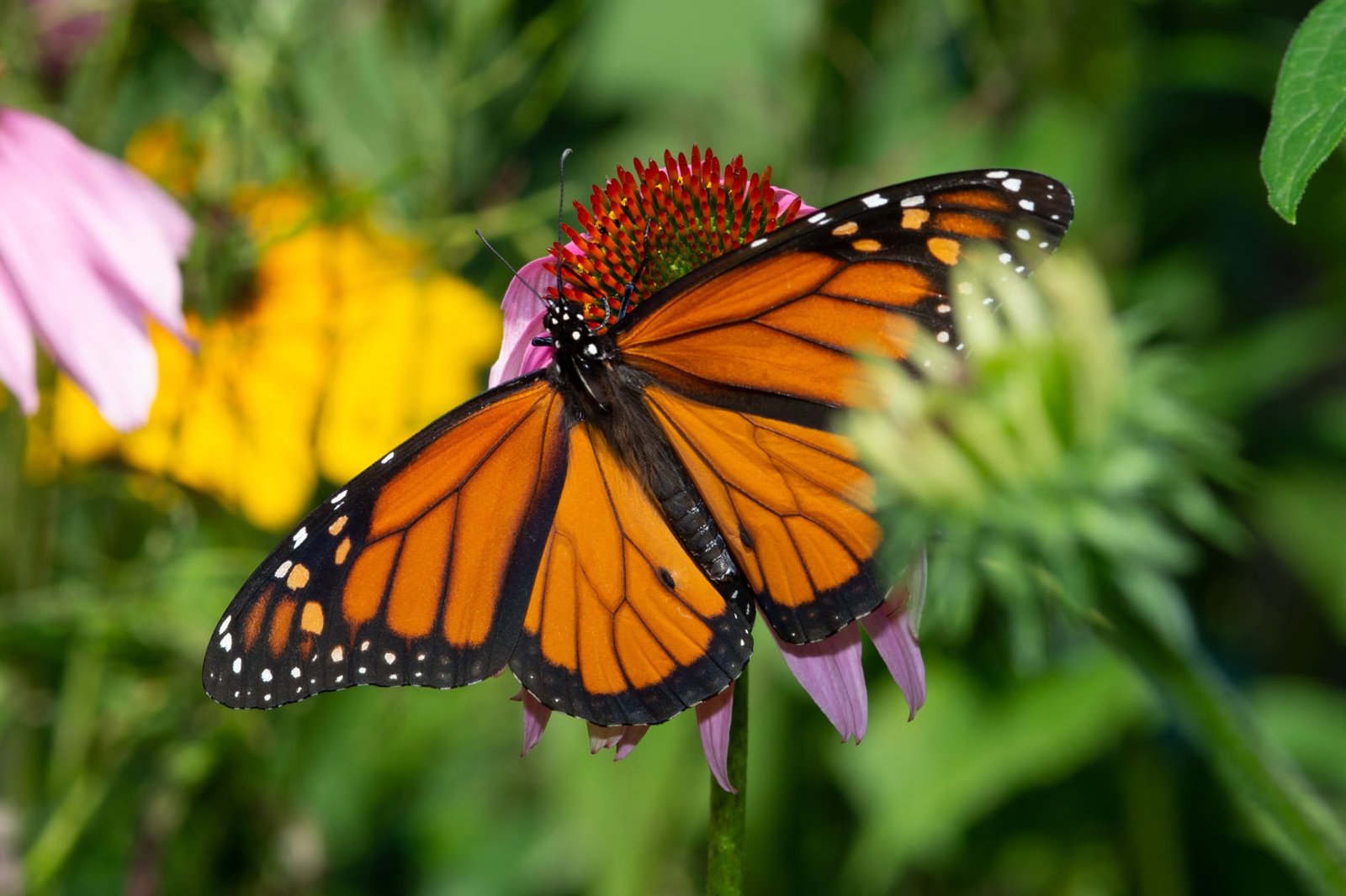 6th Annual Newton Monarch Festival