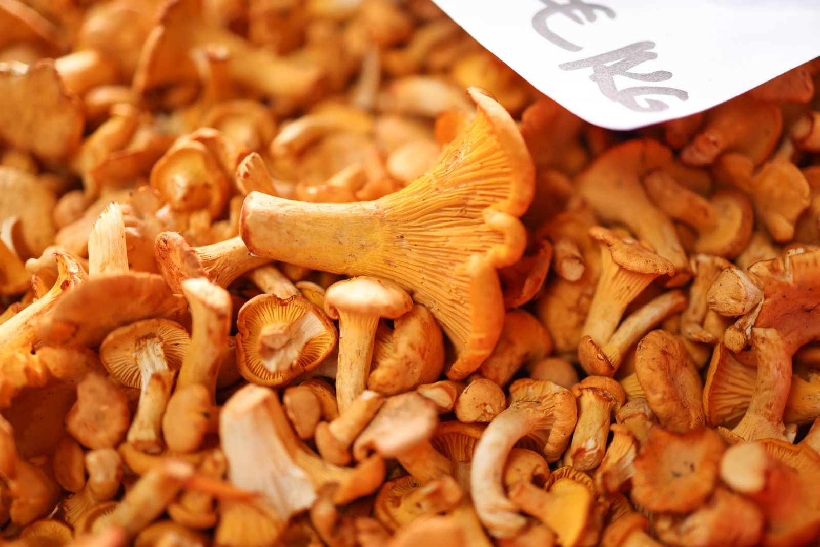The Mushroom Shop & Market
