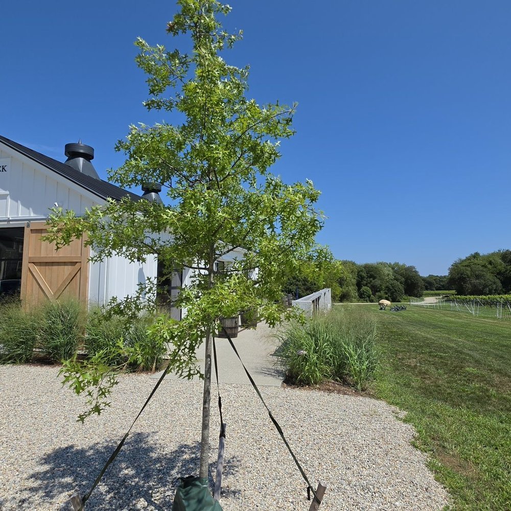 Nasketucket Bay Vineyard & Distillery