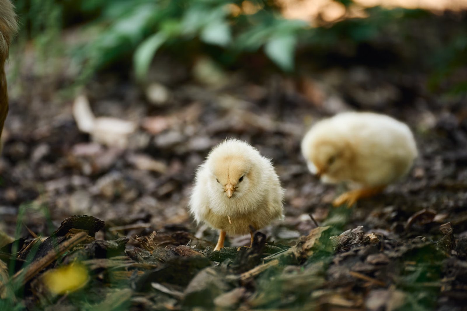 The Chicks (US)