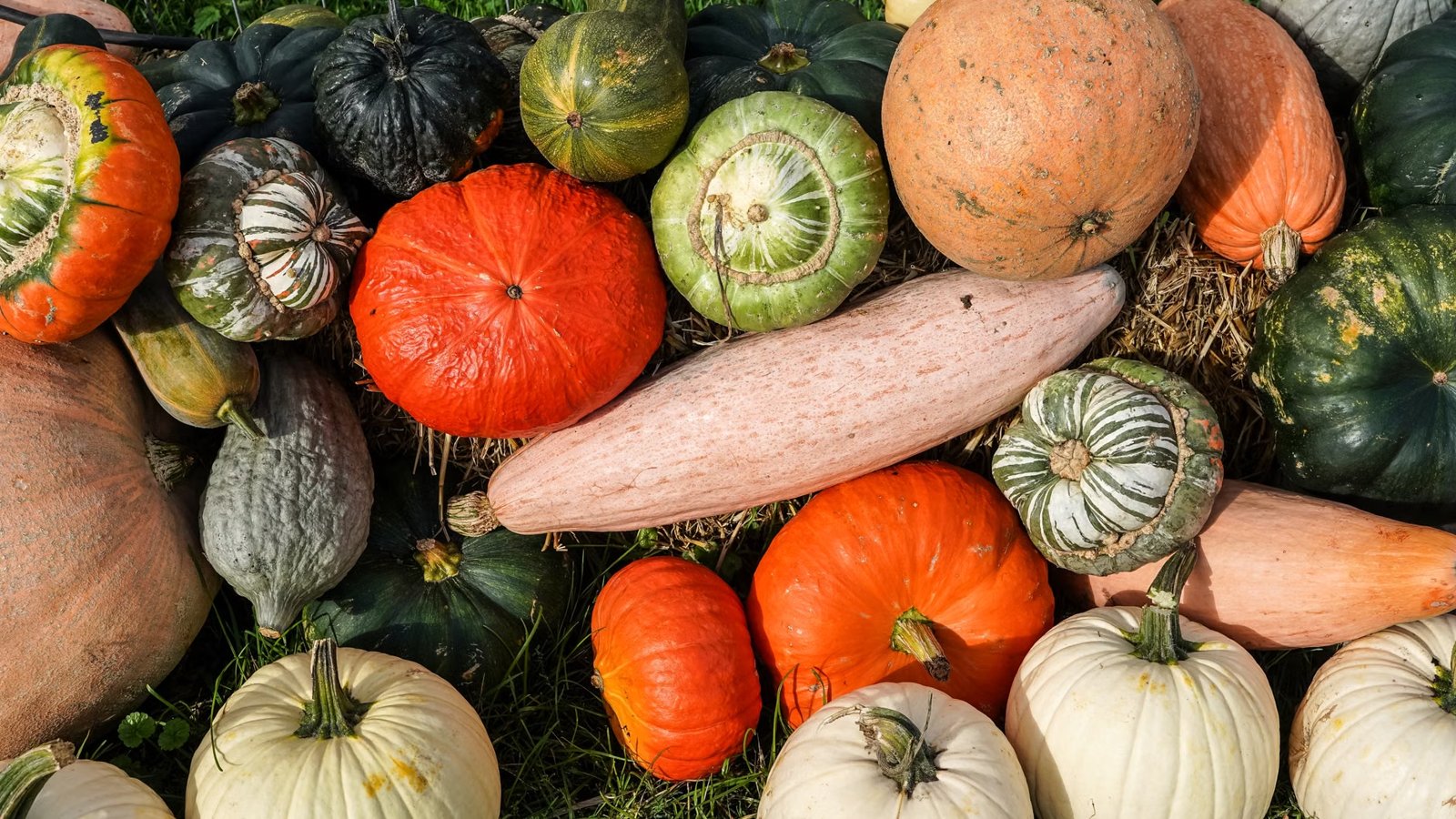 2026 Onset Harvest Moon Festival