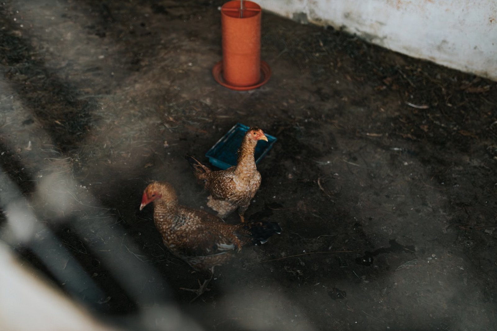 Hen Chicken Rice