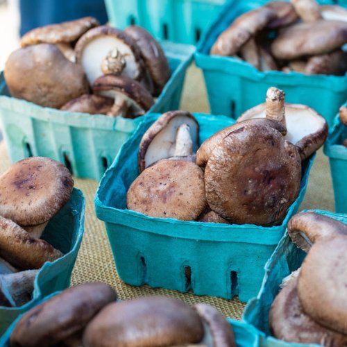 POP Club at the Davis Square Farmers Market