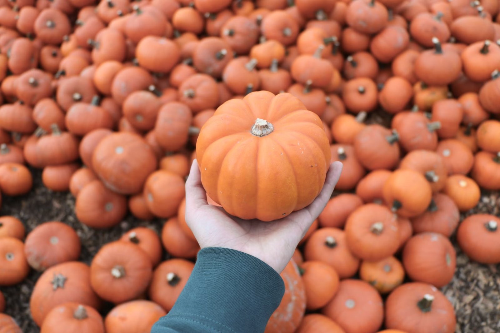 Pick Your Own Apples and Pumpkins
