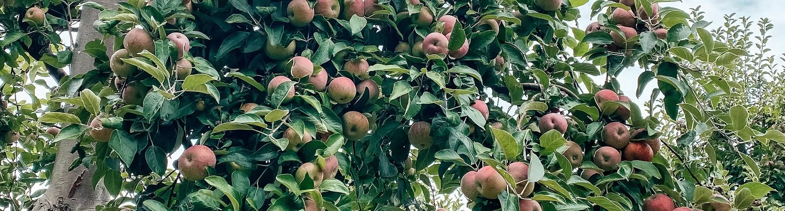 Apple Picking at Cider Hill Farm