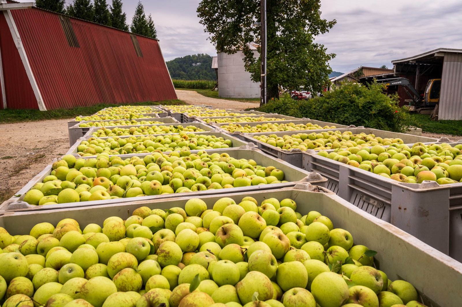 Apple Picking at Belkin Family Lookout Farm