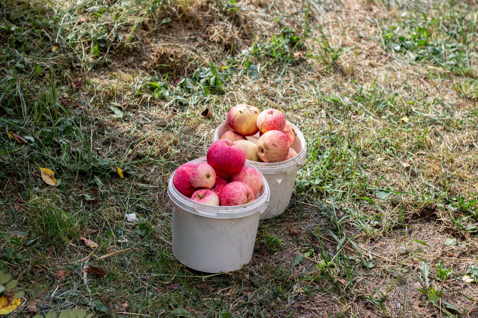 Pick Your Own Apples and Pumpkins