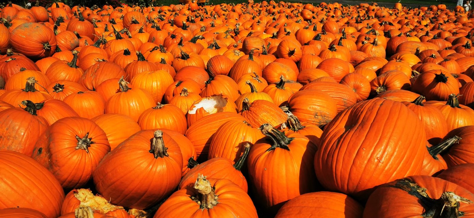 Food Day & Harvest Festival