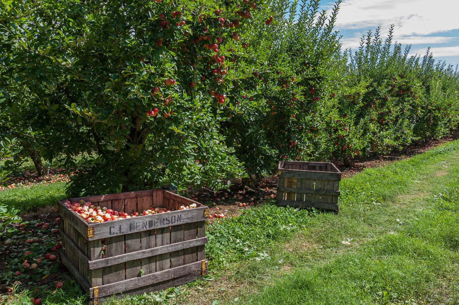 Pick Your Own Apples and Peaches