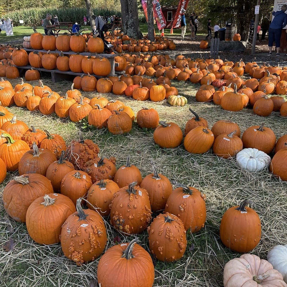 Pumpkin Picking at Cider Hill Farm