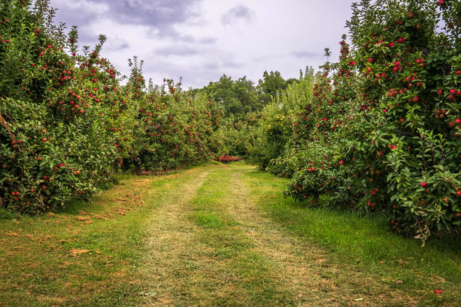 Apple Picking at Honey Pot Orchards