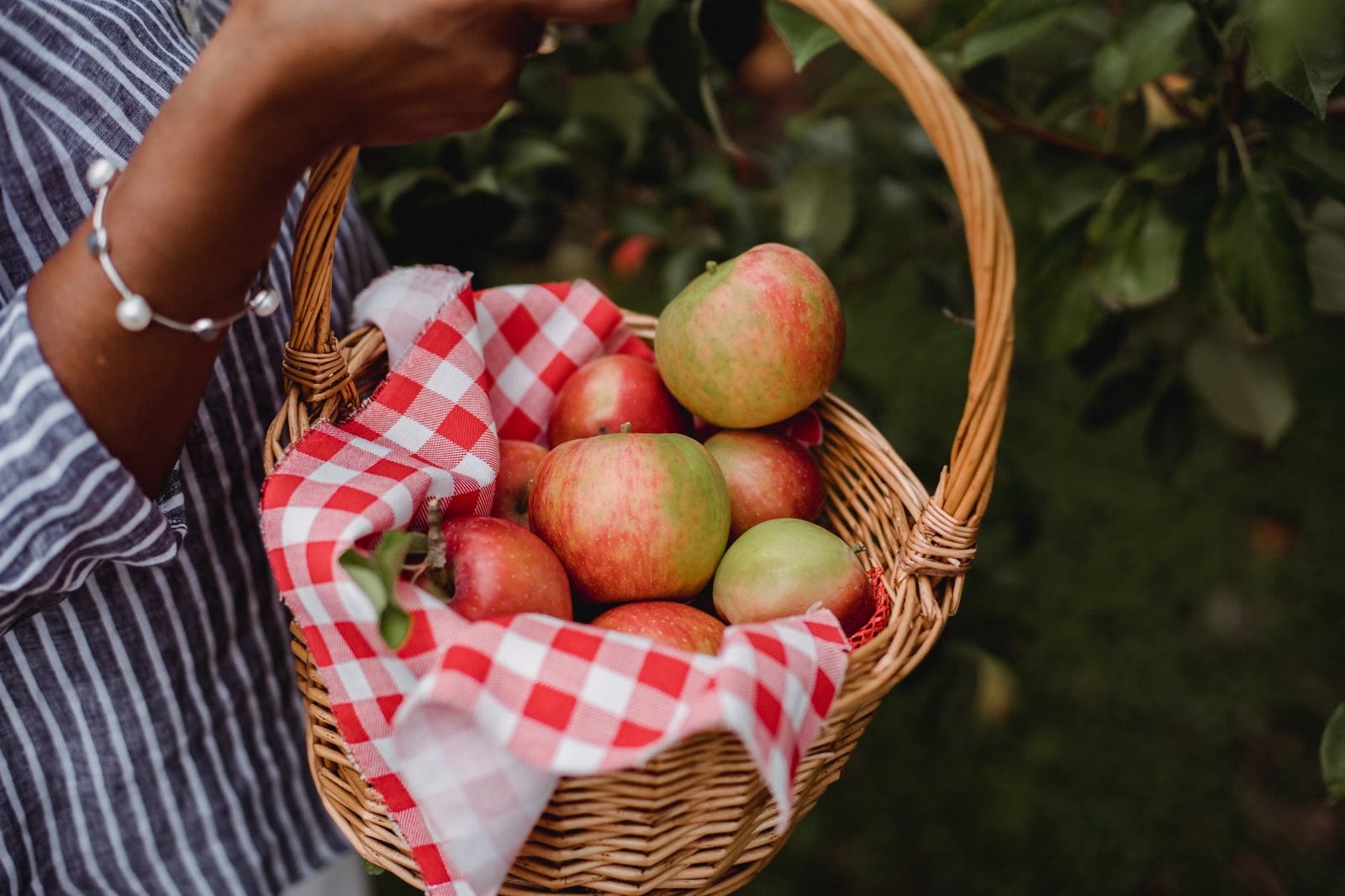 Apple Picking at Bolton Spring Farm