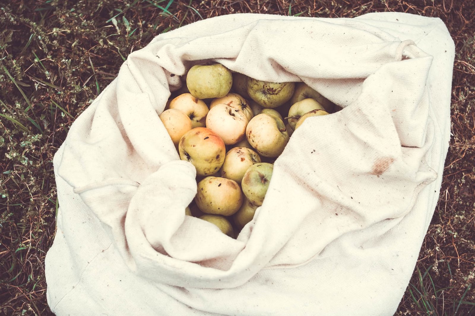 Apple Picking at Shelburne Farm