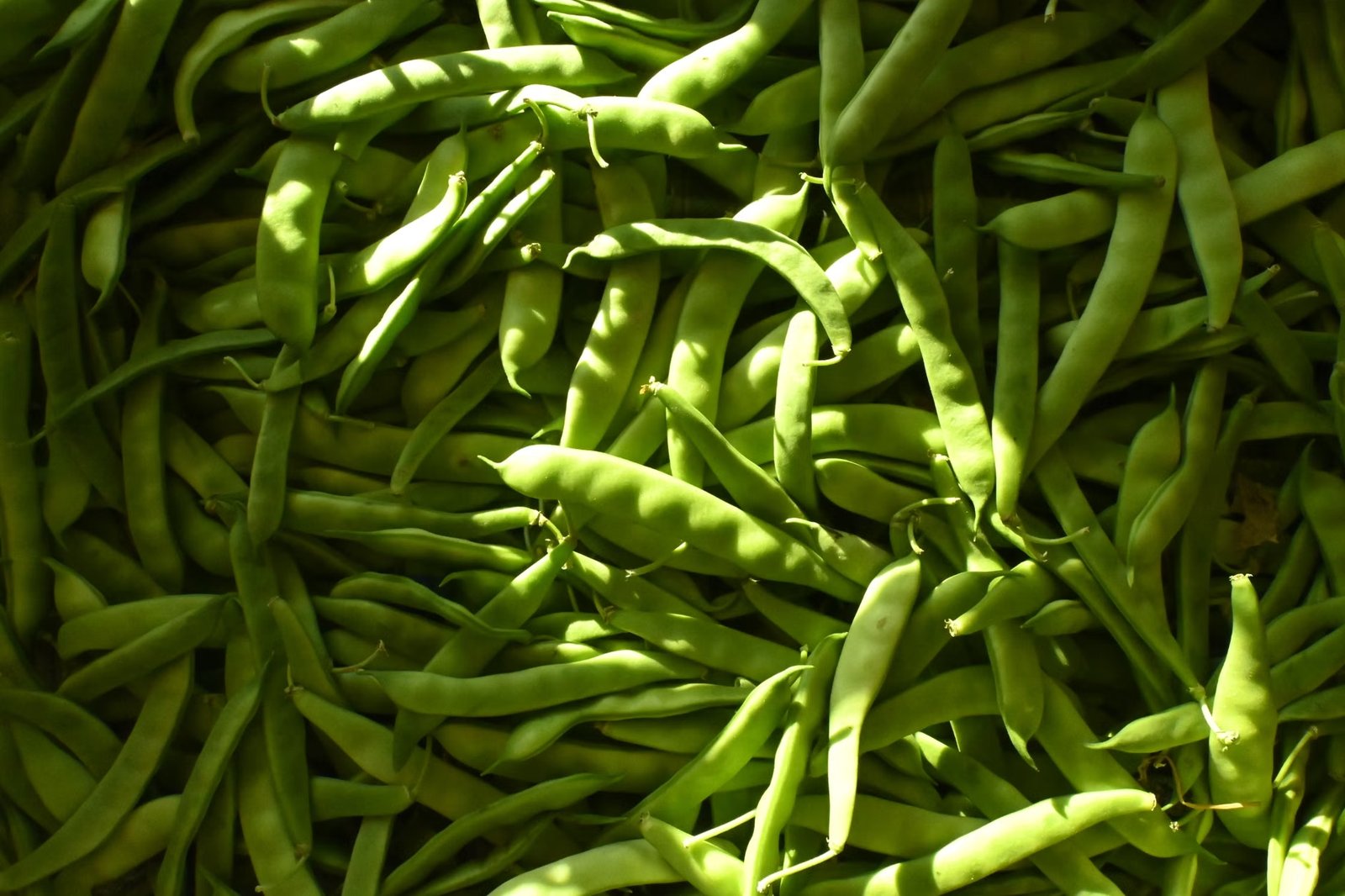 The Bean Family Farm