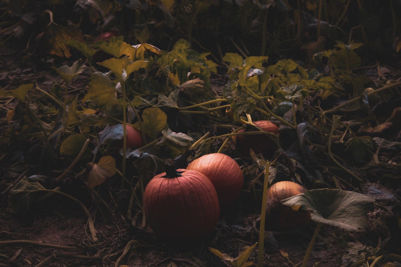 Cucurbit Farm