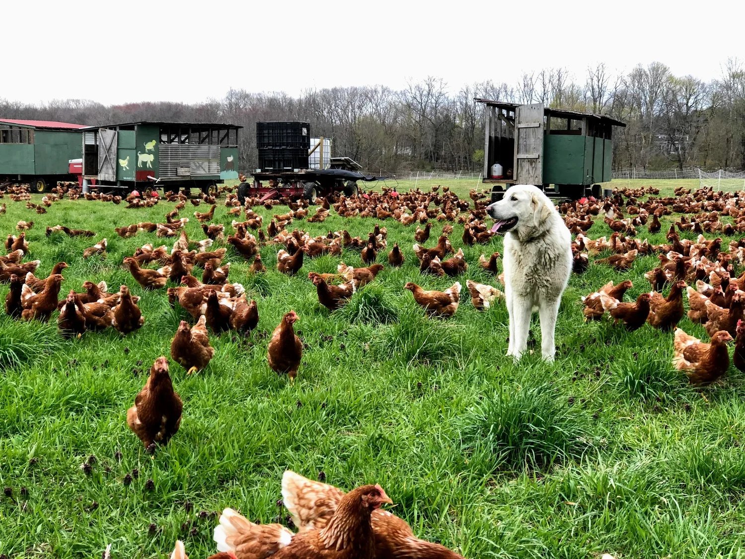 Codman Community Farms