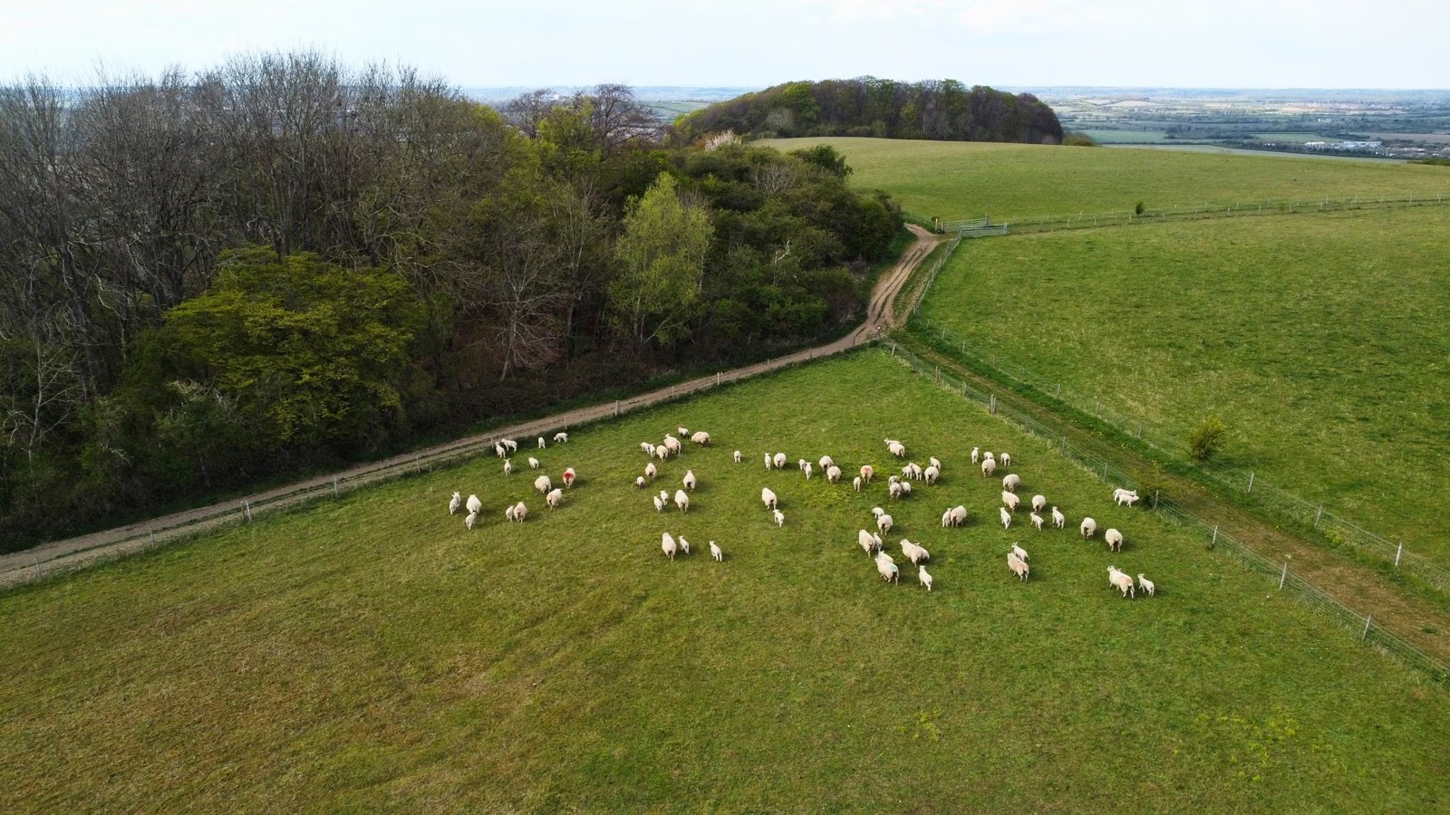 Folly Hill Farm