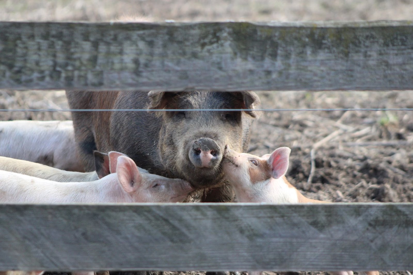 Nicewicz Family Farm