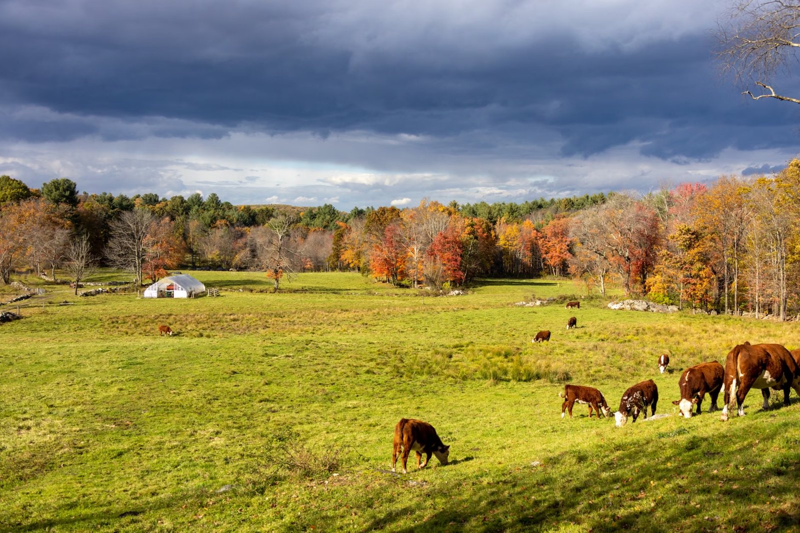 Hopestill Farm