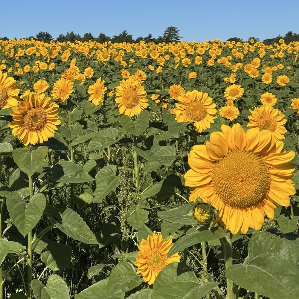 2026 Chelmsford Sunflower Festival