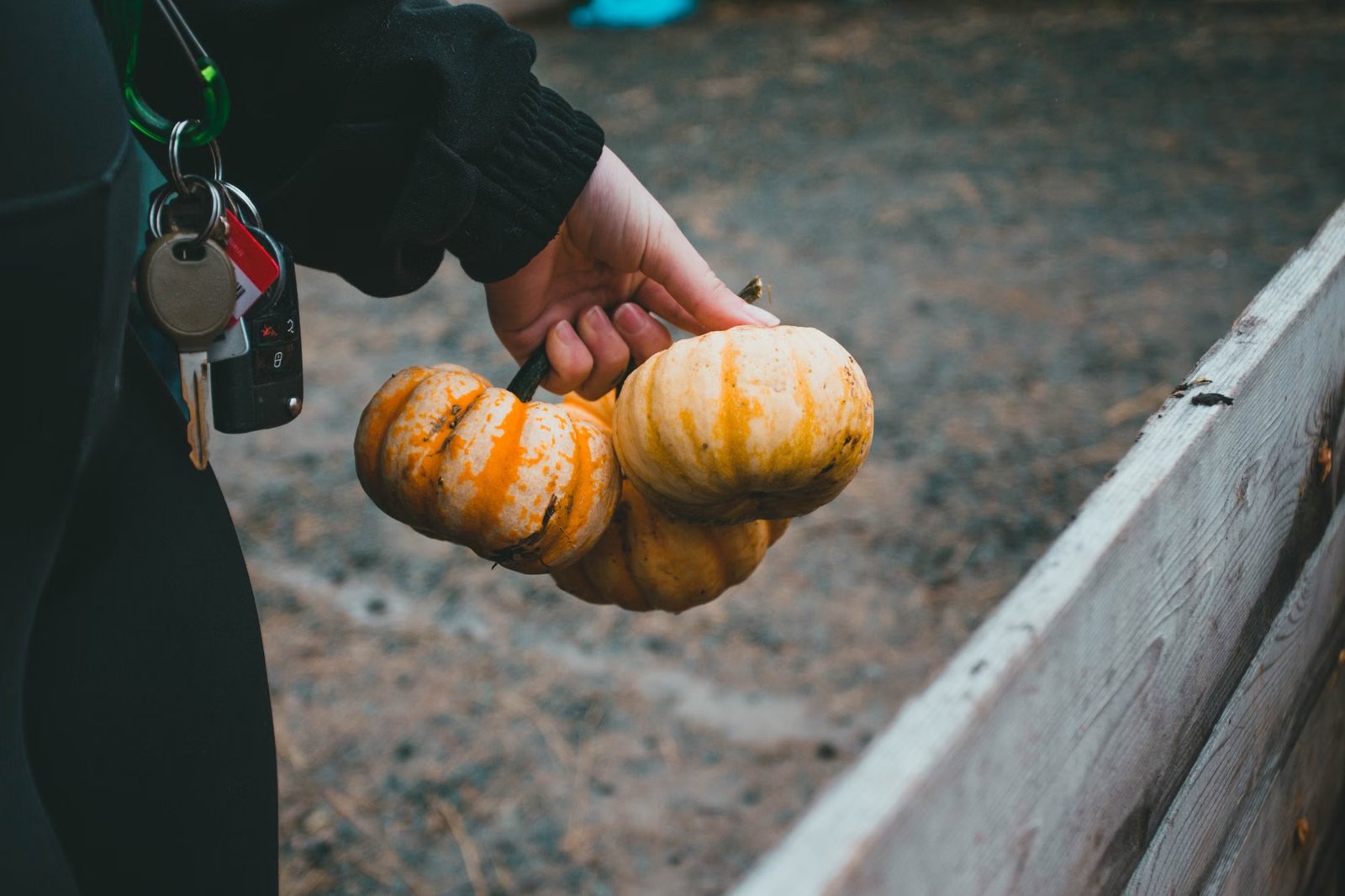 Verrill Farm Pick Your Own Pumpkins