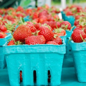 Summer Farmers’ Market