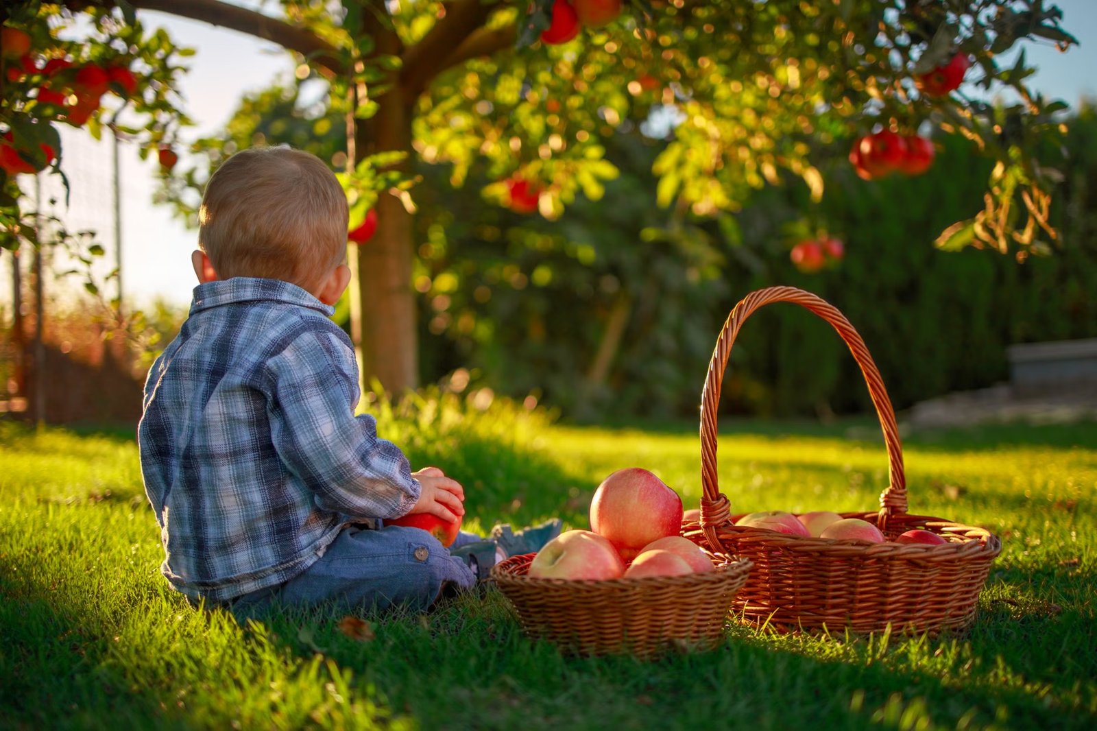 Dowse Orchards Pick-Your-Own Field