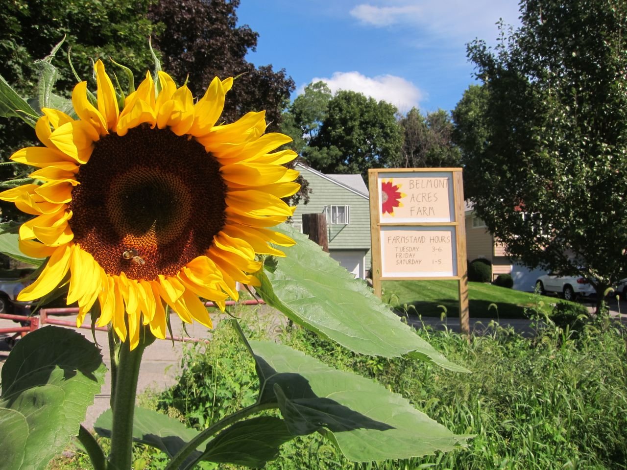 Belmont Acres Farm