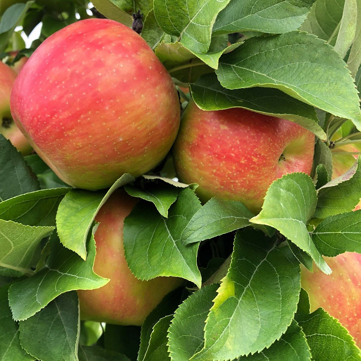 Doe Orchards