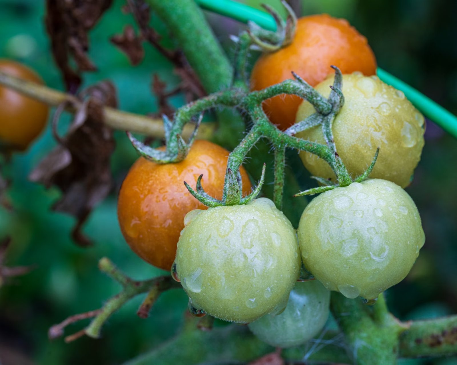 Hot Tomatoes