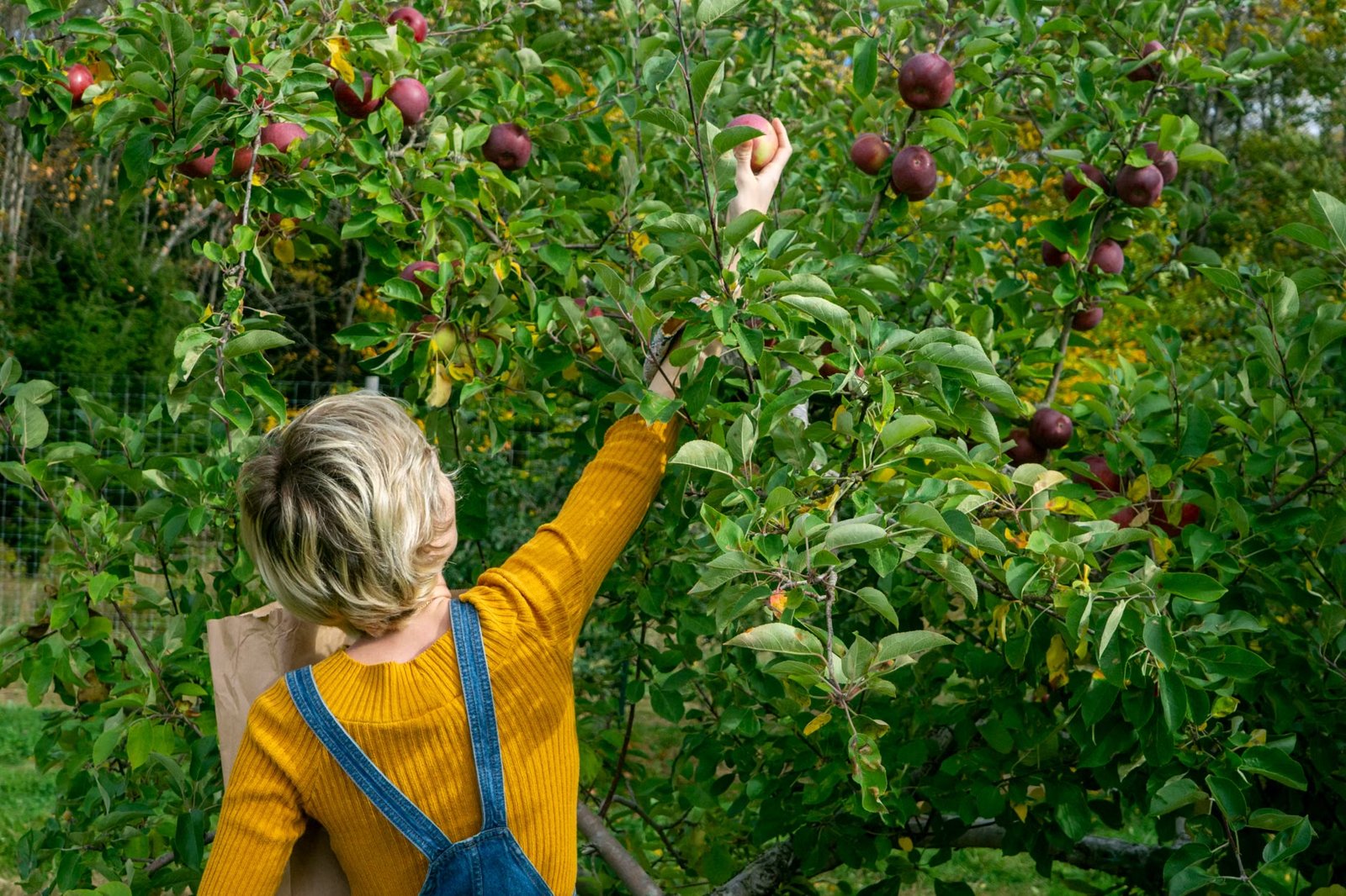 Carlson Orchards Fall Harvest