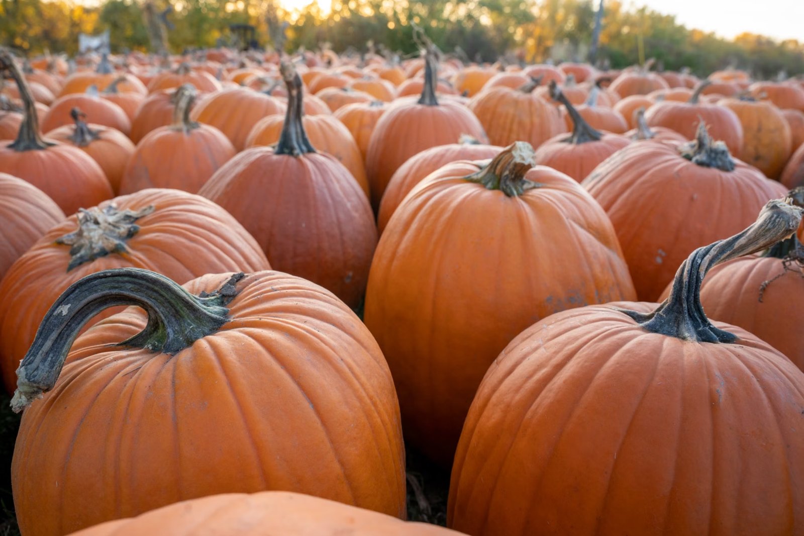 Cucurbit Farm Fall Season & Scarecrow Contest